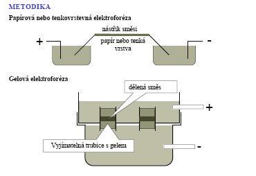 MODIFIKACE GELOVÉ ELEKTROFORÉZY Elektroforéza s gradientem porozity Izoelektrická fokusace gradient ph v gelu dělení bílkovin podle jejich izoelektrického bodu