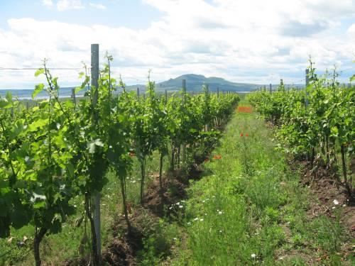 Kontrola ekologické produkce Vinohradnictví (2011-2014) Zákon č.147/2002 Sb. o ÚKZÚZ Nařízení Rady (ES) č.