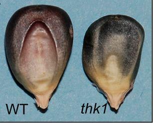 Mutant thick