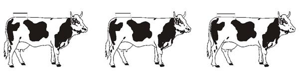 Délka zádě Délka zádě v cm Popis Krávy po 1. otelení Krávy po 2.