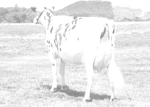 souhrnná charakteristika Celkové hodnocení zevnějšku holštýnských krav podíl l na celkovém počtu bodů (v %) přepočtový
