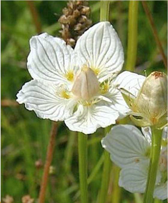 rotundifolia) C2 tolije bahenní (Parnassia palustris) C1