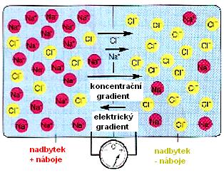 1 mol NaCl koncentrační gradient Kompartmenty jsou elektricky neutrální, ale je přítomen