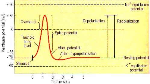 Membránové napětí [mv] Na rovnovážný potenciál Překmit Depolarizace Repolarizace Práh podnět