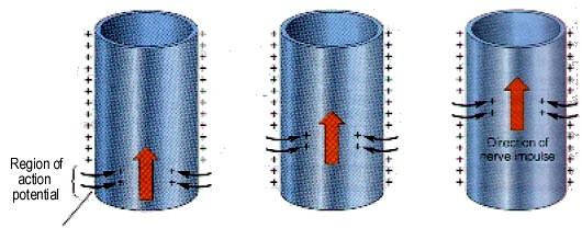 Oblast AP Směr postupu nervového impulsu Vedení vzruchu je