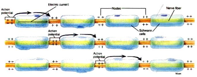 saltatorické skokem akční potenciál elekrický proud Ranvierovy