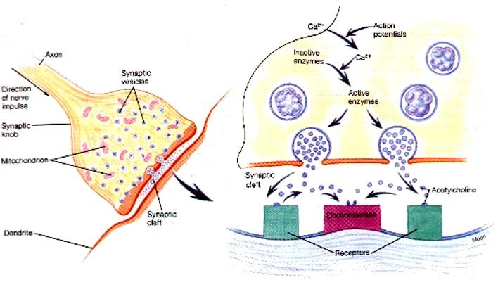 axon vezikuly Ca 2 neaktivní enzymy Ca 2 akční potenciály aktivní enzymy synaptický uzlík
