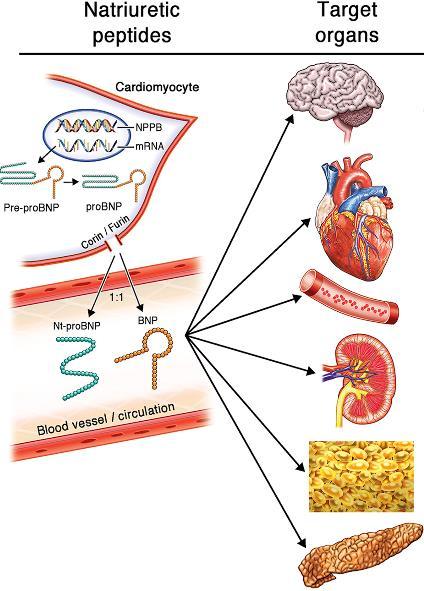 Natriuretické peptidy tonus sympatiku plnících tlaků