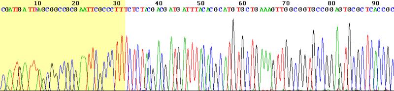 Sekvenování Různě fluorescenčně značené ddntp (zablokují PCR
