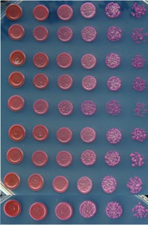 mutanty Práce s kvasinkami v laboratoři rychle se množící EUKARYOTNÍ buňky (90 min/dělení, 25-30 C)