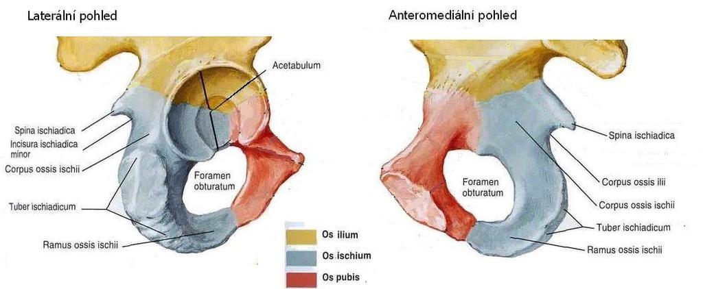 1.2. OS ISCHII (kost sedací) Os ischii se skládá opět z těla, corpus ossis ischii, na něj navazujícího ramene, ramus ossis ischii, a dále sedacího hrbolu, tuber ossis ischii.