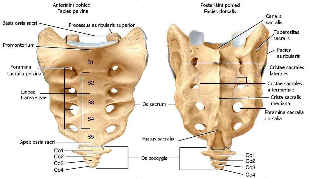 1.4. OS SACRUM (kost křížová) Os sacrum, kost křížová, získává konečnou podobu až po osmnáctém roce života, kdy je úplně dokončen srůst jednotlivých křížových obratlů.