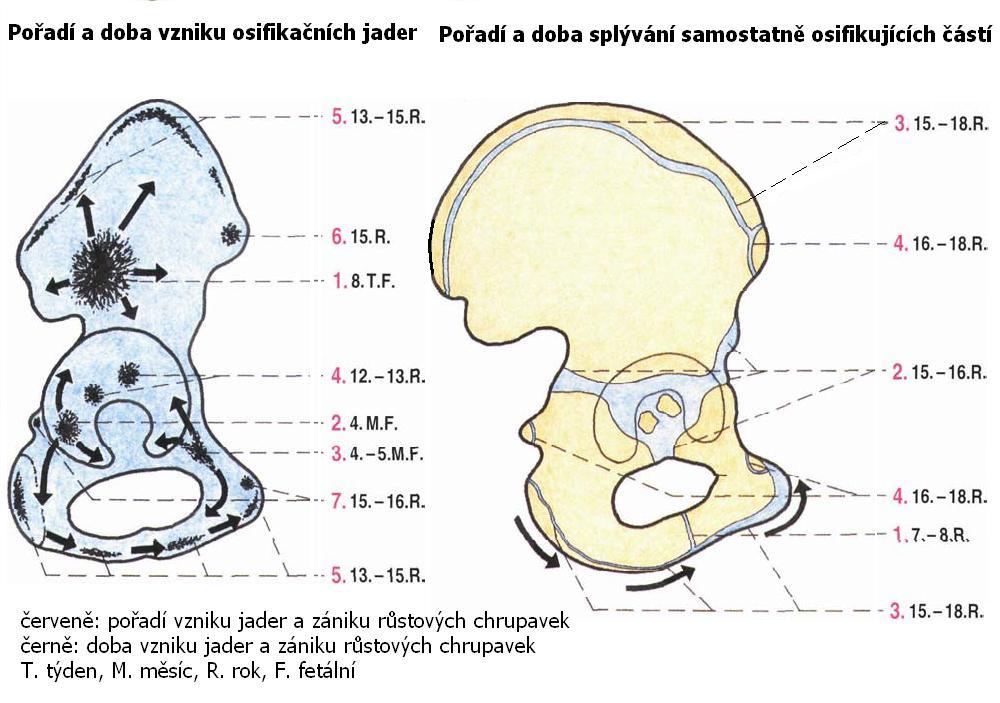 2. VZNIK A VÝVOJ PÁNVE Pánevní kost vzniká srůstem tří výše zmíněných kostí.