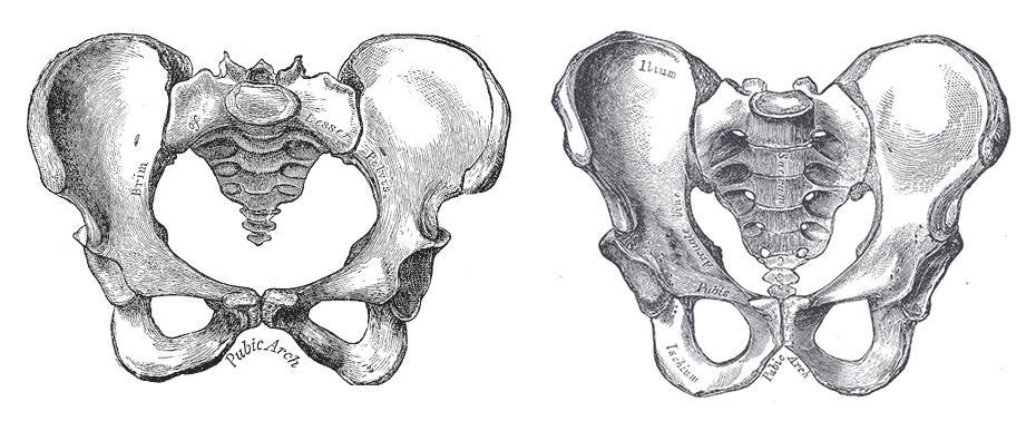 5. POHLAVNÍ ROZDÍLY NA PÁNVI Ženská pánev plní funkci porodní cesty, čemuž je dobře anatomicky přizpůsobená. Přestože je nižší, je celkově prostornější, široká a plochá.