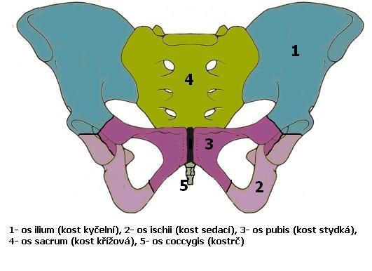 1. ANATOMIE PÁNEVNÍHO PLETENCE Pletenec pánevní tvoří os coxae, kost pánevní, která je spojena s os sacrum, kostí křížovou a s os coccygis, kostrčí.