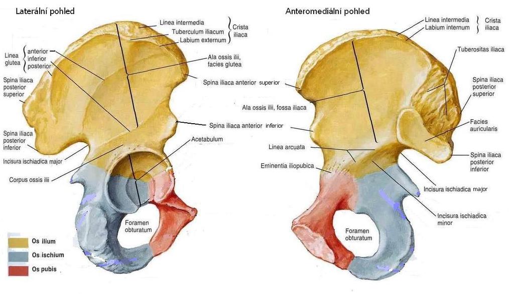 nachází nerovné místo, tuberositas iliaca, které je významné z hlediska úponu silných ligament spojujících pánev, páteř a kost křížovou.