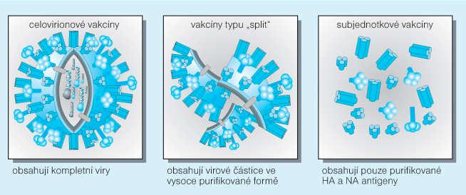 CHŘIPKOVÉ VAKCÍNY Dnes jediná vysoce účinná prevence chřipky Vakcíny sezónníi pandemickés