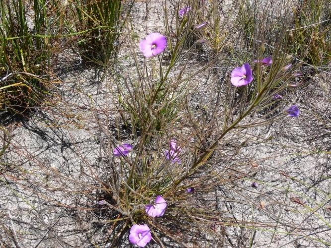 V poupěti je však systém samoopylení Obrázek 8: Byblis liniflora Zdroj: http://coloradocarnivorousplantsociety.com odlišný, tam se k blizně přiklánějí dvě postranní tyčinky (STUDNIČKA, 20