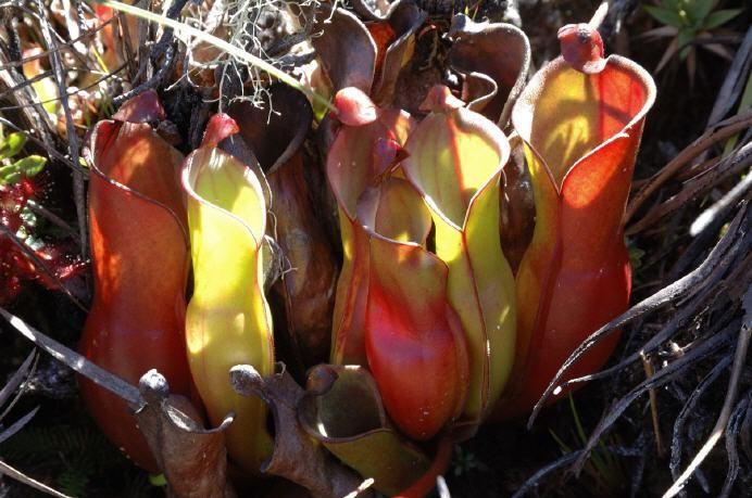 LLOYD, 1942 uvádí, že název Heliamphora znamená swamp-pitcher, tedy ve volném překladu bažinná láčka. Podle tohoto překladu názvu rostliny je možné odvodit prostředí, kde se heliamfory vyskytují.