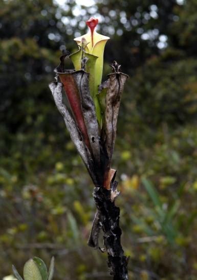 3.3.9.2 Heliamfora Tateova (Heliamphora tatei) Heliamfora Tateova (Heliamphora tatei) je pojmenována po svém objeviteli, doktoru G. H. H. Tateovi, který ji objevil roku 1928.