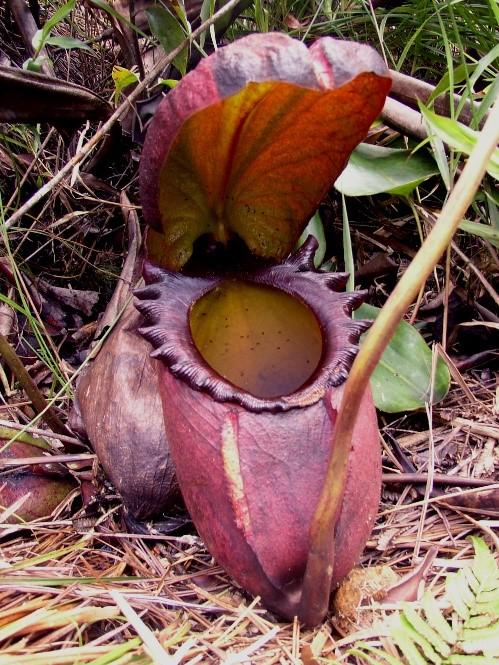 Tato terestrická rostlina, vyskytující se pouze na Borneu ( Sabah National Park Kinabalu ) v nadmořských výškách 1500-2600 m.