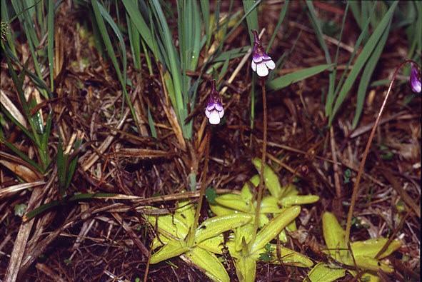 Tučnice si na rozdíl od bublinatek (Utricularia) a genlisejí (Genlisea) zachovaly vzhled normálních rostlin a jejich přízemní listové růžice jsou v substrátu zakotveny kořeny bez specializovaných