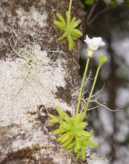 3.3.11.2 Tučnice stromobytná (Pinguicula lignicola) Tučnice stromobytná (Pinguicula lignicola) je obzvláště zajímavým druhem díky svému obligátnímu (nutnému) epifytismu.