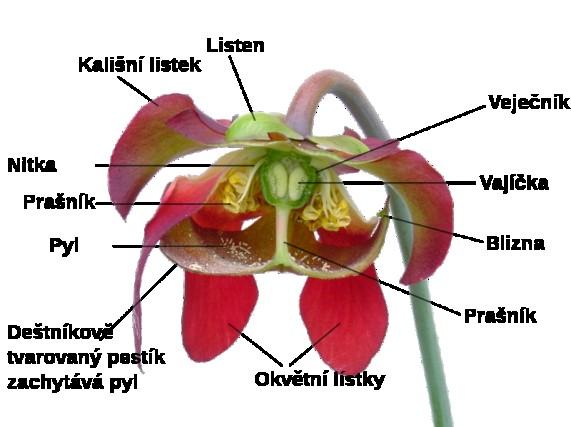 nektarovými žlázami, jejichž nektar obsahuje kromě cukru také nějaký omamný jed, nejspíše koniin (STUDNIČKA, 2006). Cizosprašné, dvouobalné a pětičetné květy vyrůstají jednotlivě na tuhých stvolech.