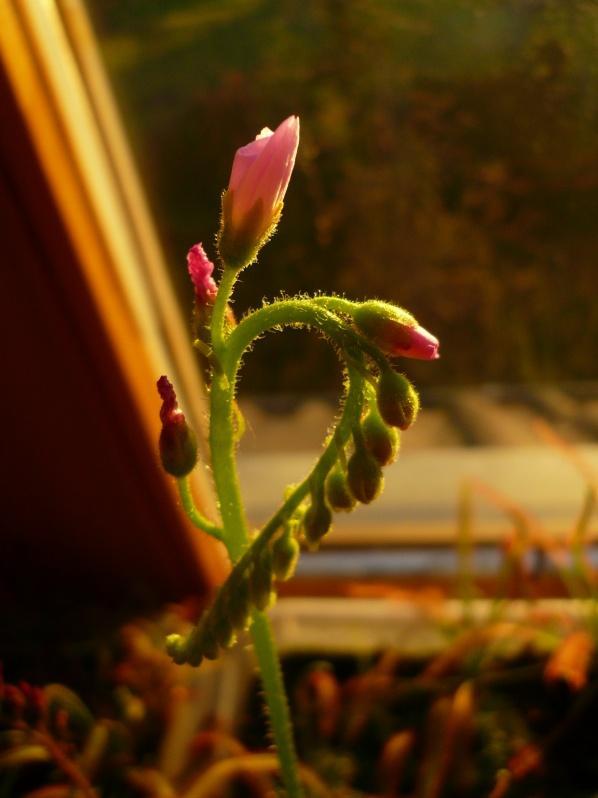 Drosera