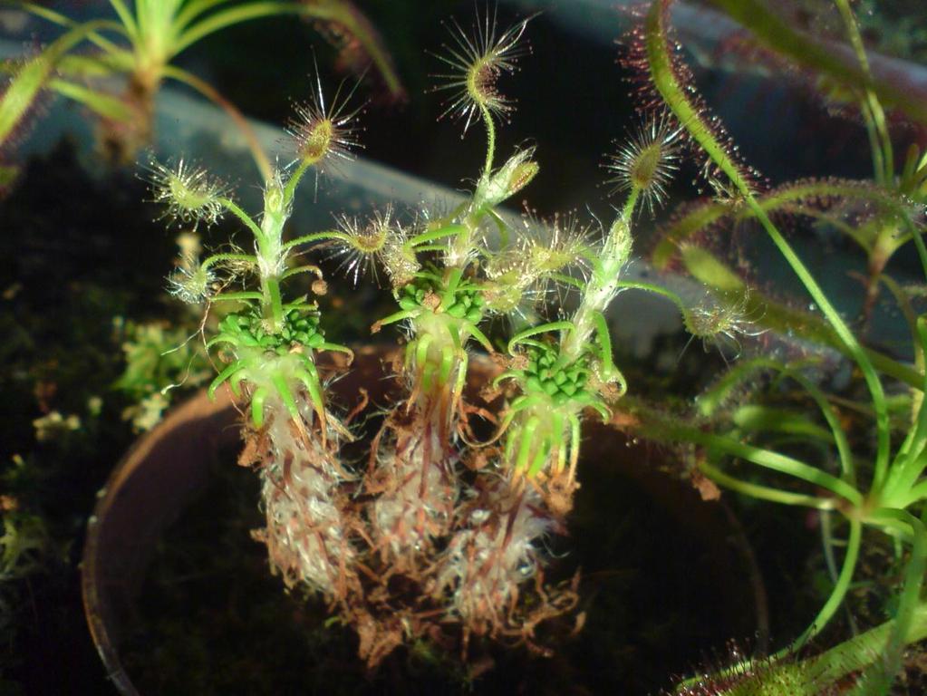 Drosera D.