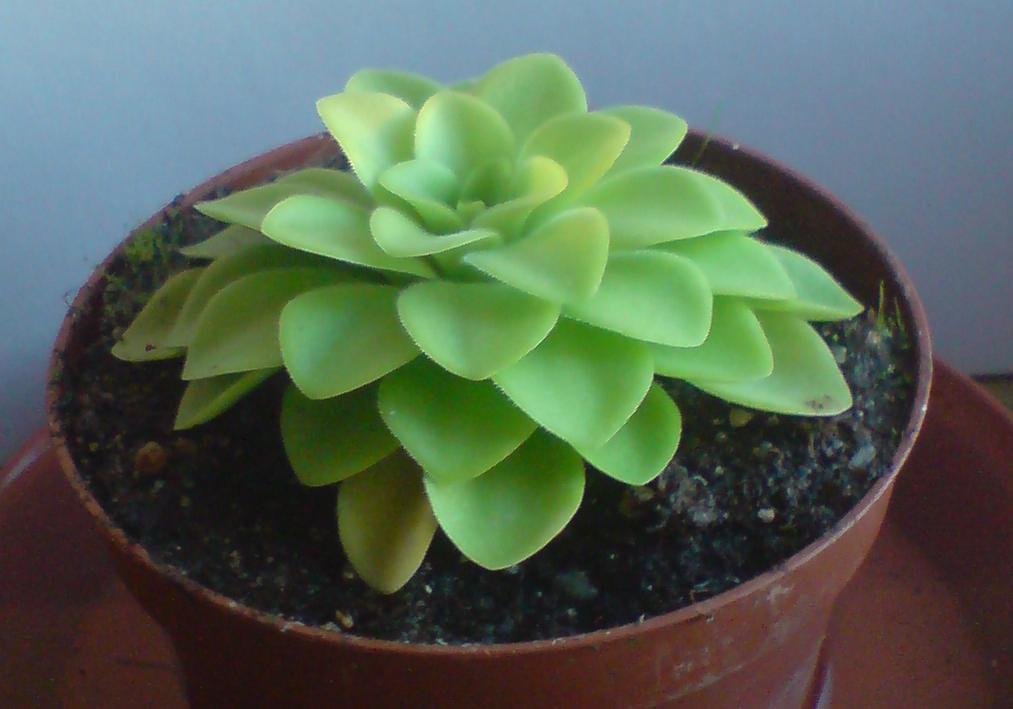 růžice masožravých listů Pinguicula