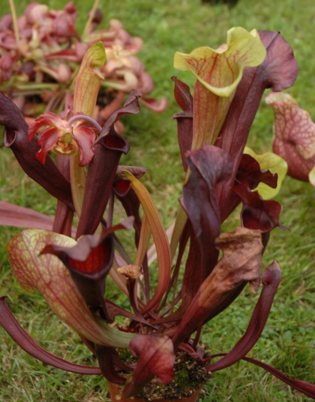 Sarracenia leucophylla