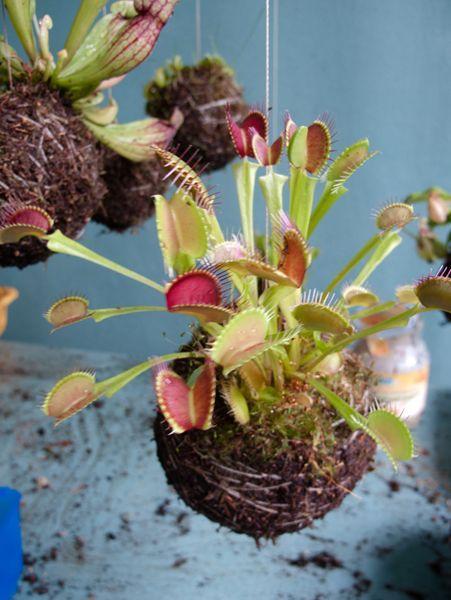 Sarracenia kokedama s Dionaea