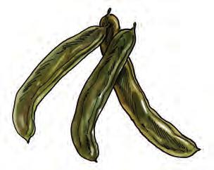 Luštěniny Víte, že: µ µ Luštěniny jsou semena luskovin, tedy rostlin čeledi bobovitých, tvořících lusky?
