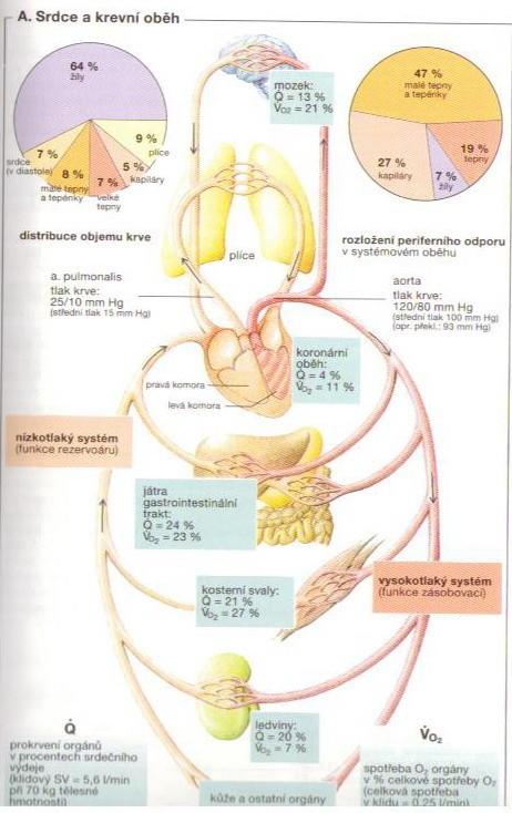 Základní pojmy Velký/systémový/ a malý /plicní/ oběh krve, srdce jako motor v uzavřeném systému Celkový objem cirkulující krve = 4,5-5,5l (80% v nízkotlakém žilním systému) Minutový srdeční výdej /Q/