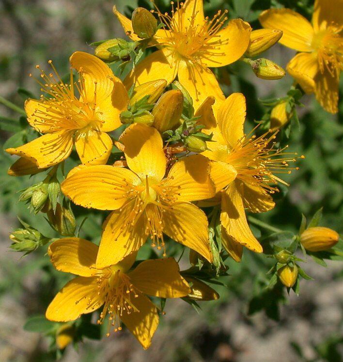 Obr. č. 1: Hypericum perforatum L.