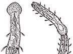Nemertea Platyzoa Sipuncula Aciculata Aphanoneura Clitellata
