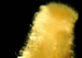 (Podtřída) Solenogastres - rýhonožky cca 180 druhů délka většinou