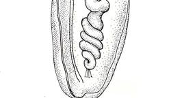 kutikulou kompaktní trupový coelom larva