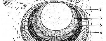 oční č váček k(haliotis sp.