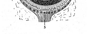 děrnatky (Fissurella sp.