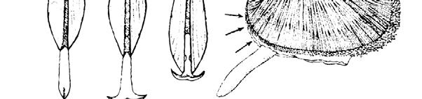 mlže přes larvu pohybu; glochidium: A - glochidia