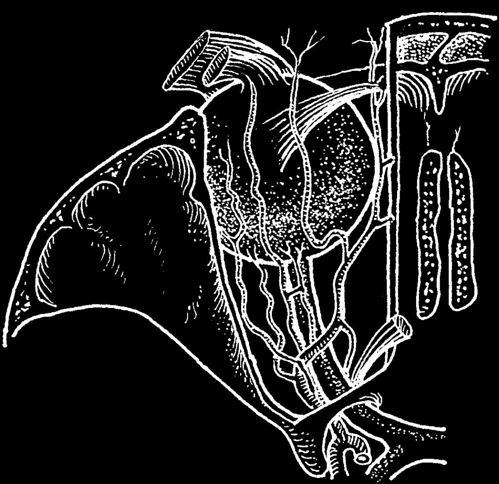 Anatomie m. levator palpebrae sup. m. rectus bulbi sup. r. muscularis a. supraorbitalis (front. lat.) a. frontalis media trochlea m. obliquus bulbi superior a. ethmoidalis ant. a. lacrimalis a.