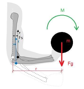 BIOMECHANICKÉ PŘÍKLADY Odhad svalových sil pomocí rovnic statické rovnováhy: M = r. Fg 