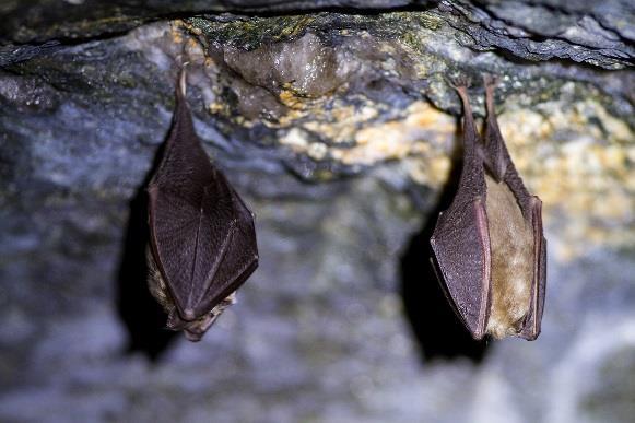 Bat Night Sobota, 6. července, 21.00 hod. Je jedno jestli ve starých hradních zdech, v hustém lese, u domů a zahrad nebo u Dyje, malí poletující savci se v národním parku očividně cítí dobře.