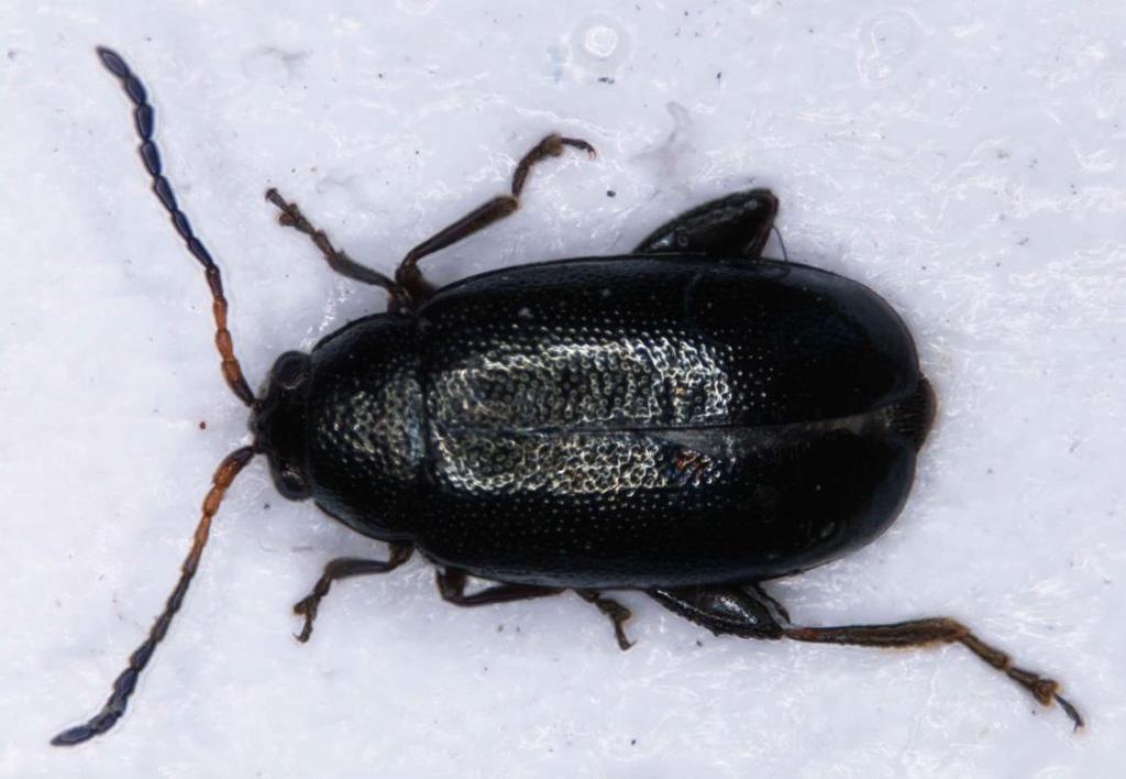 vzroste frekvence aplikací insekticidů v řepce na podzim s negativními dopady na životní prostředí a biodiverzitu.