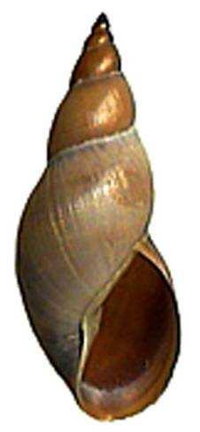 Basommatophora - spodnoocí Čeleď: Lymnaeidae - plovatkovití Galba truncatula - plovatka malá, 1 cm, nejhojnější