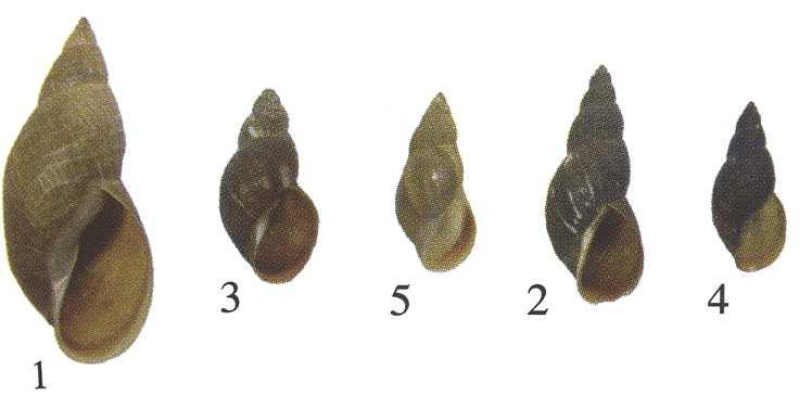 Stagnicola blatnatka, 1,5-4 cm, stojaté vody, u nás 4 druhy spolehlivě určitelných jen podle znaků na penisu a