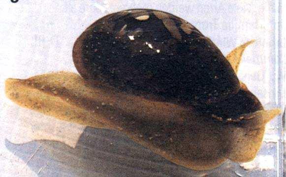 Lymnaeidae - plovatkovití