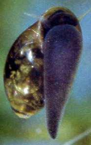 bažinná, 15 mm, v mělkých bažinatých